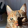 Raïley participe au concours pour gagner de l'argent avec cette photo : cat, orange_cat, portrait, close_up, face, whiskers, ears, eyes, nose, fur, tabby, ginger, pet, animal, indoor, sunlight, dramatic_lighting, vertical_photo, hand, cute