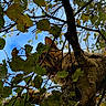 cat, tabby_cat, tree, branches, leaves, foliage, outdoors, nature, blue_sky, animal, pet, whiskers, eyes, fur, camouflage, climbing, woodland, portrait, curious, vertical_photo
