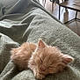 kitten, sleeping, orange_cat, blanket, cozy, indoor, furniture, floor, table, chair, relaxing, pet, cute, fur, rest, home, soft, small, animal, domestic