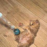 Abricot a rejoint le concours — aidez-le/la à gagner de superbes lots ! kitten, cat, orange_cat, playful, toy, yarn_ball, wooden_floor, pet, animal, furry, cute, small, indoor, lying_down, paw, young, feline, domestic_animal, fluffy, fur