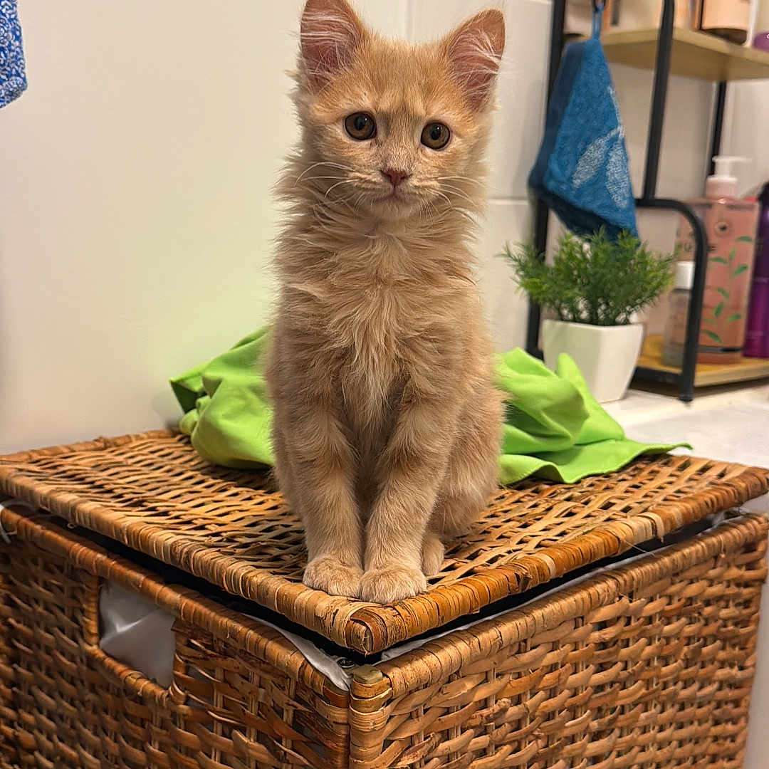 Abricot participe au concours pour gagner de l'argent avec cette photo : animal, bathroom, cat, curious, cute, domestic_cat, feline, fluffy, fur, indoor, kitten, looking, orange_cat, pet, plant, sitting, small, towel, wicker_basket, young_cat