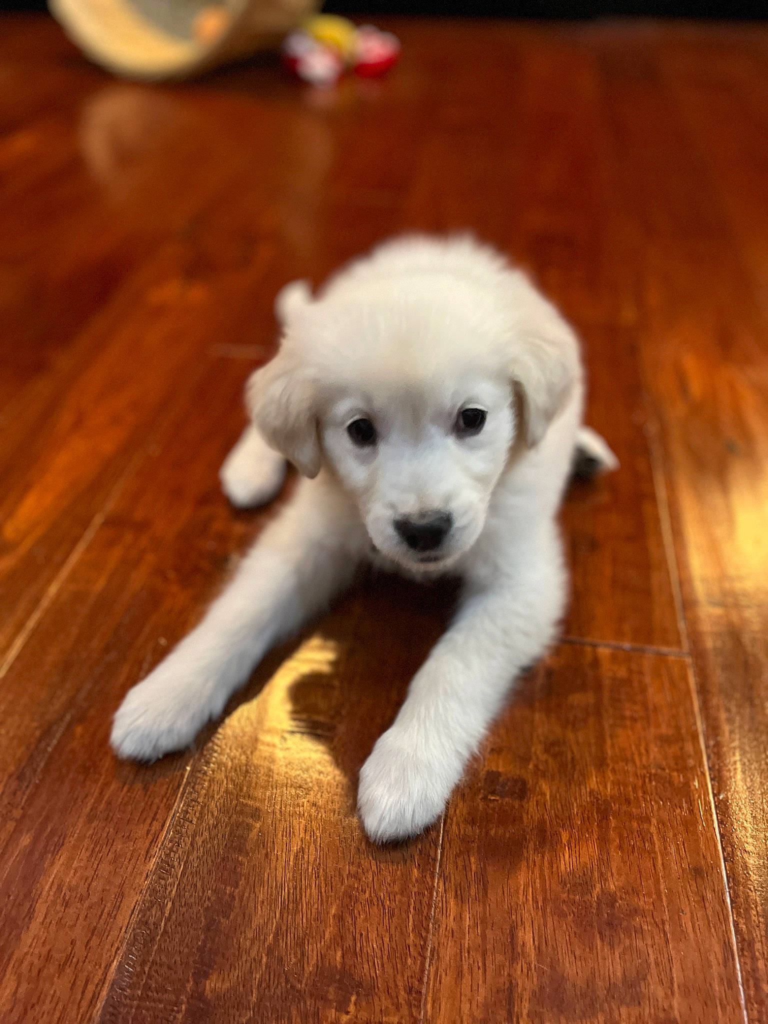 Bo Duke is registered to the contest to win money with this photo: carnivore, companion_dog, dog, dog_breed, fawn, floor, flooring, fur, hardwood, laminate_flooring, paw, plank, plant, tail, toy_dog, varnish, wood, wood_flooring, wood_stain, working_animal