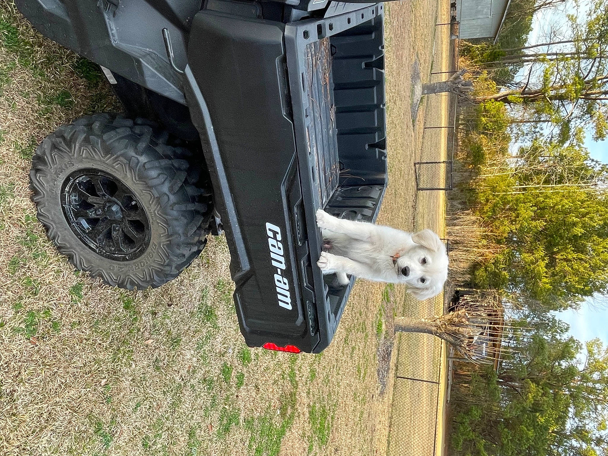 Bo Duke is registered to the contest to win money with this photo: alloy_wheel, automotive_exterior, automotive_lighting, automotive_tire, bumper, fender, grass, hood, hubcap, locking_hubs, motor_vehicle, plant, rolling, synthetic_rubber, tire, tread, tree, vehicle, vehicle_door, wheel