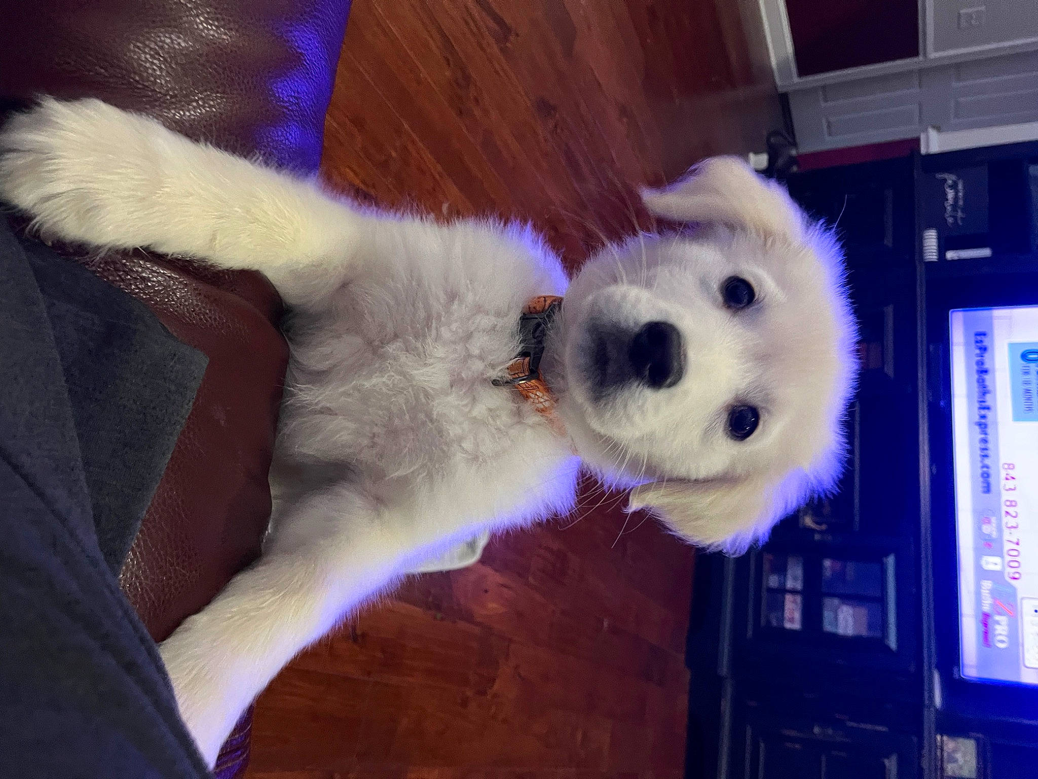 Bo Duke joined the competition — help win amazing prizes! canidae, carnivore, collar, companion_dog, dog, dog_breed, fur, giant_dog_breed, non_sporting_group, snout, sporting_group, stuffed_toy, toy, toy_dog