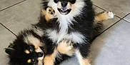 Vinicio participe au concours pour gagner de l'argent avec cette photo : adorable, animal, black_and_tan, canine, companions, cute, dog, fluffy, friendly, fun, fur, happy, indoor, pet, playful, playing, puppy, small_dog, tiled_floor, young_dog