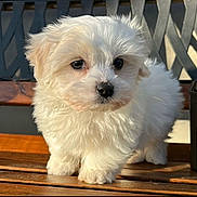 Uno participe au concours pour gagner de l'argent avec cette photo : puppy, dog, white_fur, fluffy, bench, wood, outdoor, sunlight, pet, cute, animal, young_dog, small_dog, fur, adorable, portrait, close_up, pet_animal, nature, domestic_animal