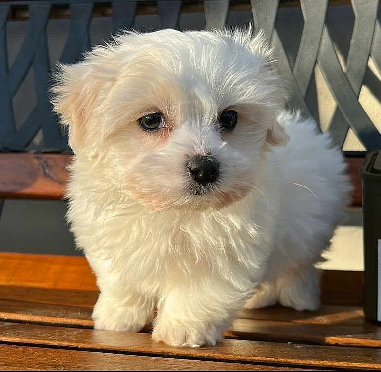 Uno participe au concours pour gagner de l'argent avec cette photo : puppy, dog, white_fur, fluffy, bench, wood, outdoor, sunlight, pet, cute, animal, young_dog, small_dog, fur, adorable, portrait, close_up, pet_animal, nature, domestic_animal