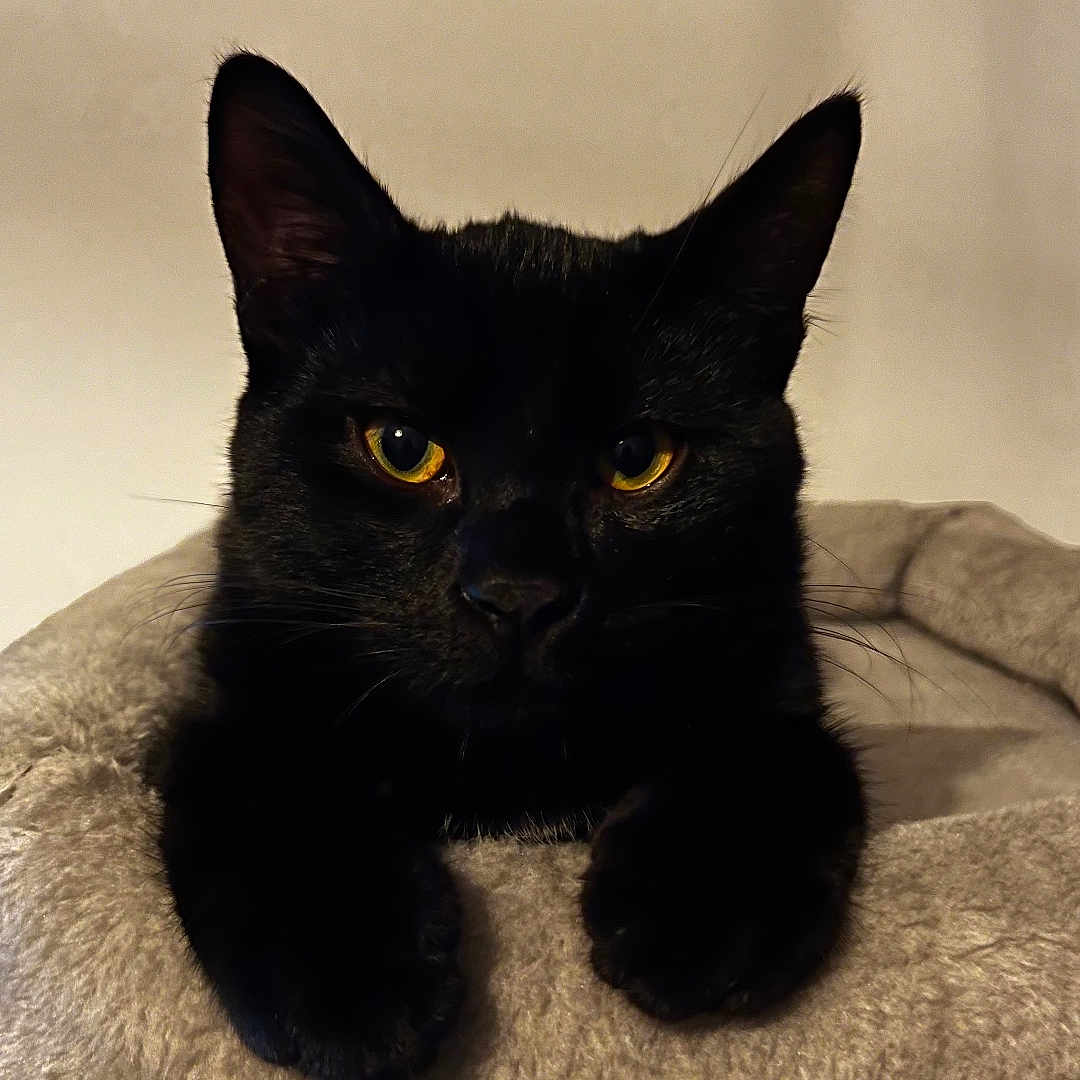 Sam participe au concours pour gagner de l'argent avec cette photo : abyssinian, animal, blackcat, cat, furniture, kitten, manx, pet