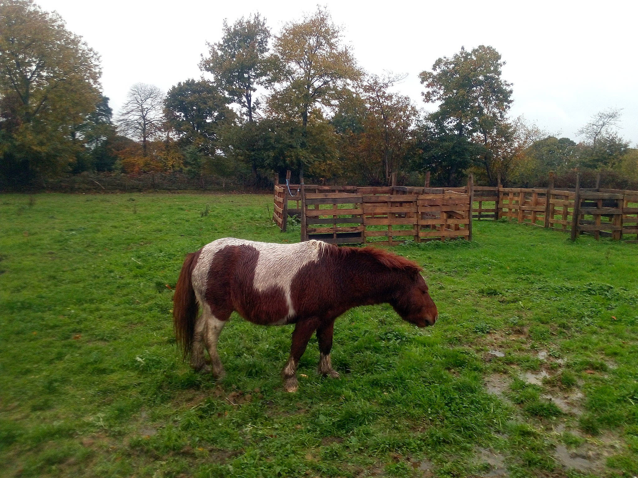 Denver participe au concours pour gagner de l'argent avec cette photo : farm, grass, grassland, grazing, horse, landscape, livestock, mammal, mane, mare, meadow, mustang_horse, pack_animal, pasture, pony, ranch, rural_area, shetland_pony, stallion, vertebrate