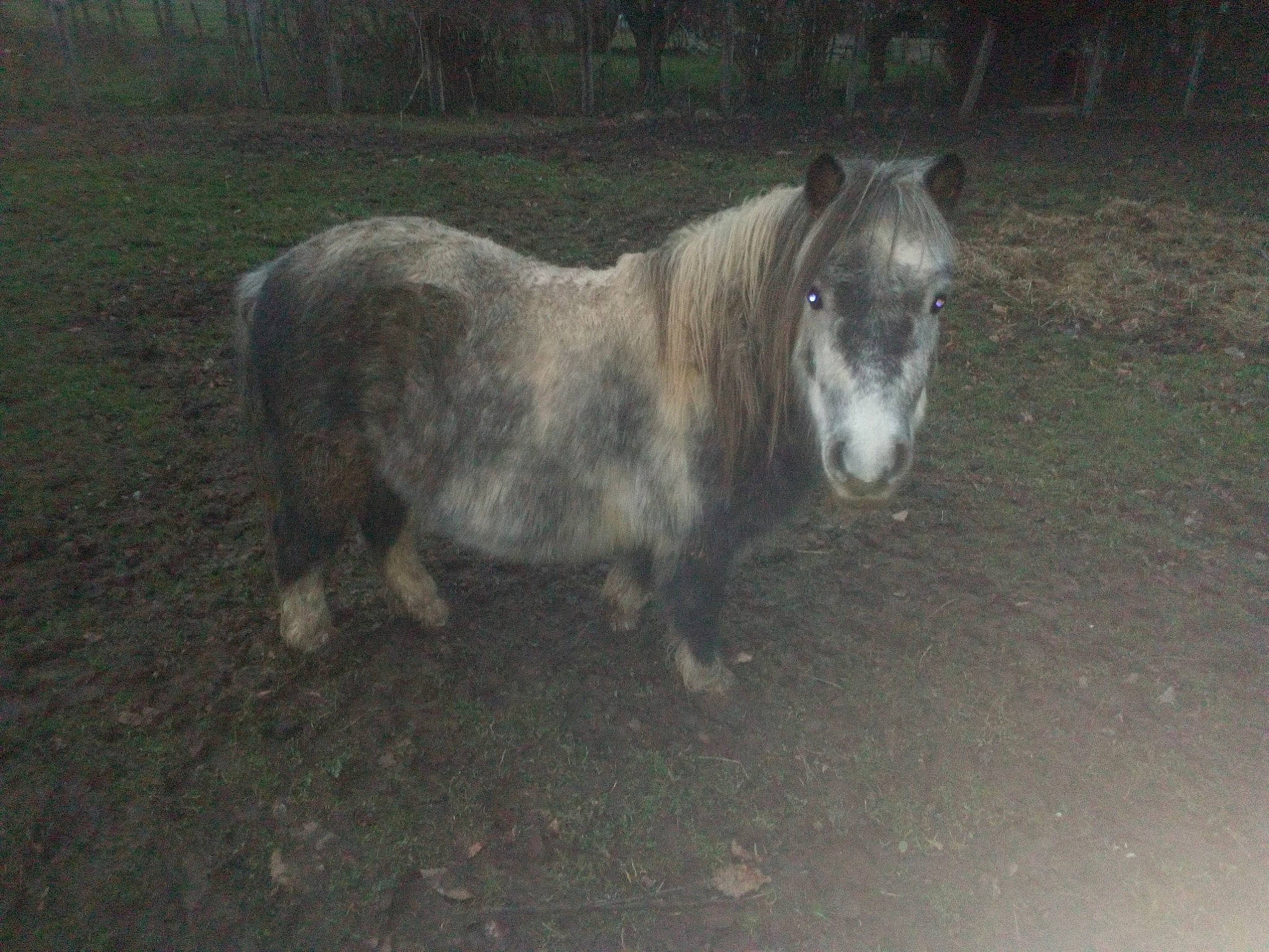 Denver a rejoint le concours — aidez-le/la à gagner de superbes lots ! horse, livestock, mammal, mane, mare, mustang_horse, pony, shetland_pony, snout, stallion, vertebrate