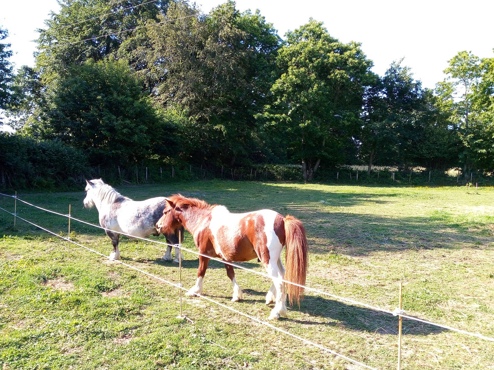 Denver participe au concours pour gagner de l'argent avec cette photo : farm, fence, grass, grassland, grazing, horse, landscape, livestock, mammal, mane, mare, meadow, mustang_horse, pasture, pony, ranch, rural_area, stallion, tree, vertebrate