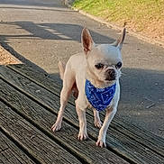 Tomy a rejoint le concours — aidez-le/la à gagner de superbes lots ! alert, animal, bandana, canine, chihuahua, closeup, daylight, dog, grass, nature, outdoor, pavement, pet, shadow, small_dog, standing, stone_wall, sunlight, white_dog, wooden_planks