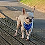 alert, animal, bandana, canine, chihuahua, closeup, daylight, dog, grass, nature, outdoor, pavement, pet, shadow, small_dog, standing, stone_wall, sunlight, white_dog, wooden_planks