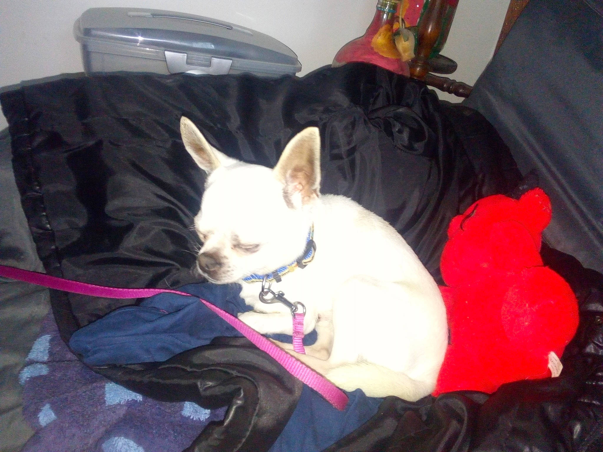 Tomy participe au concours pour gagner de l'argent avec cette photo : canidae, carnivore, chihuahua, companion_dog, dog, dog_breed, ear, fawn, french_bulldog, mammal, non_sporting_group, puppy, toy_dog