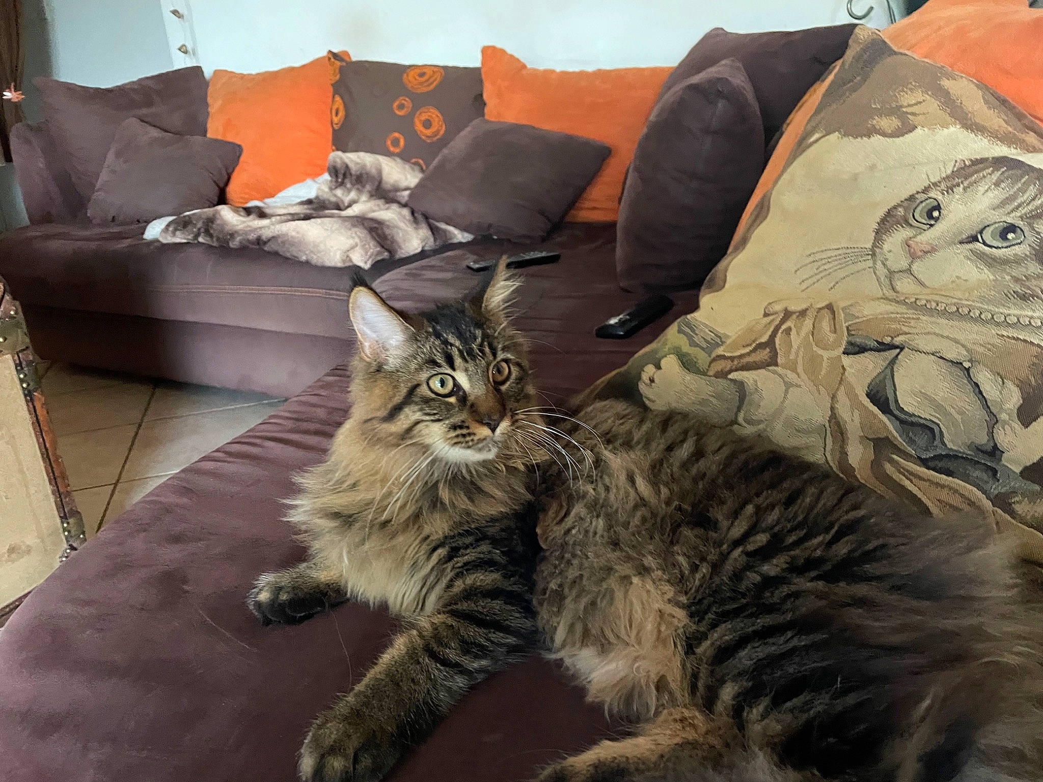 Celeste participe au concours pour gagner de l'argent avec cette photo : bedding, carnivore, cat, comfort, couch, domestic_short_haired_cat, felidae, flooring, fur, furniture, grey, hardwood, living_room, mammal, pillow, small_to_medium_sized_cats, studio_couch, tail, throw_pillow, whiskers