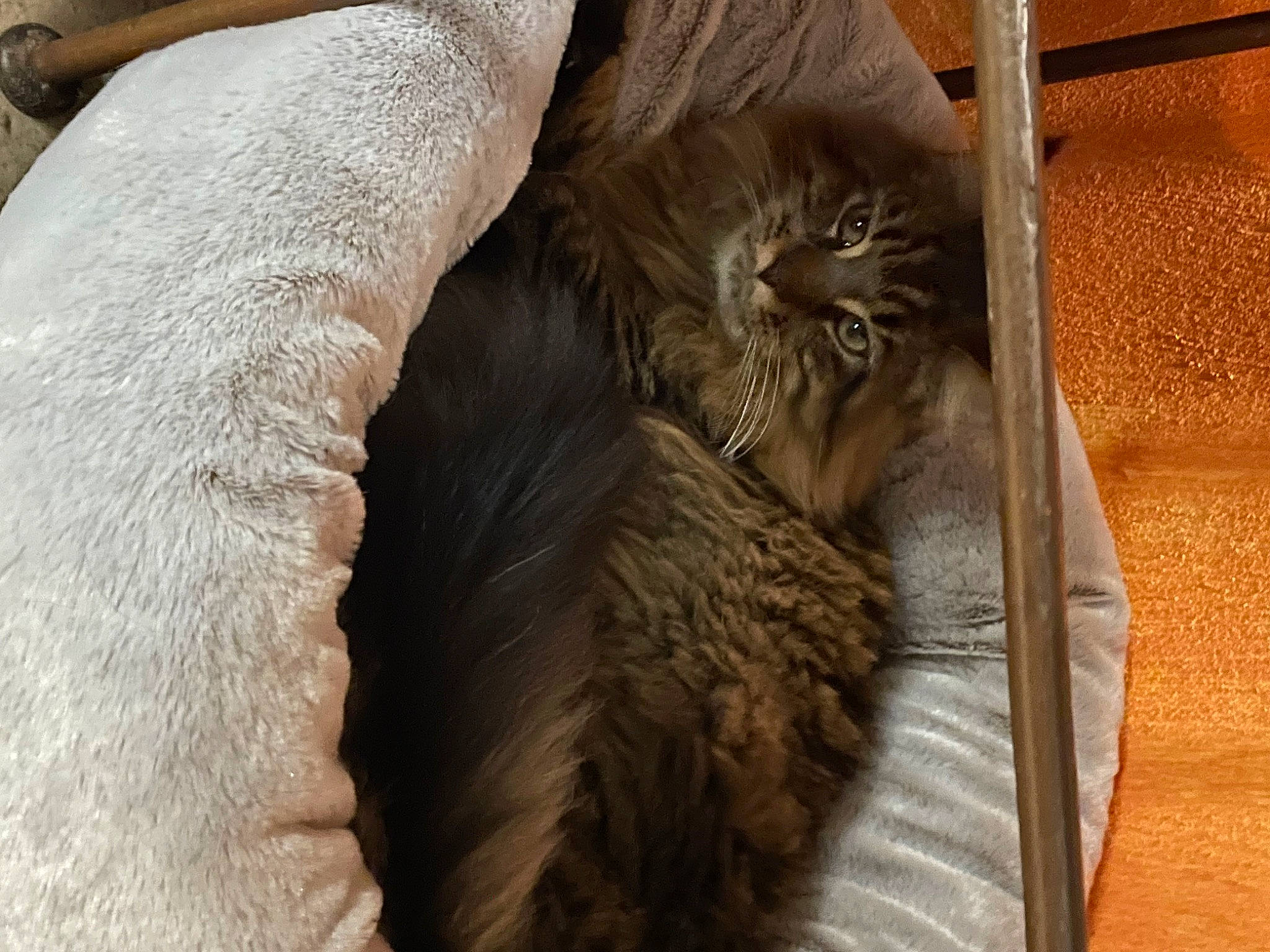 Celeste participe au concours pour gagner de l'argent avec cette photo : carnivore, cat, cat_bed, cat_supply, comfort, domestic_short_haired_cat, fawn, felidae, fur, hardwood, liver, natural_material, paw, small_to_medium_sized_cats, snout, tail, terrestrial_animal, whiskers, wood, wrinkle