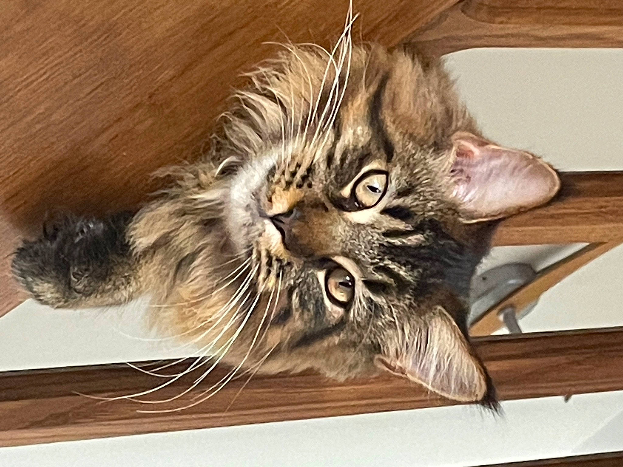 Celeste participe au concours pour gagner de l'argent avec cette photo : carnivore, cat, claw, domestic_short_haired_cat, door, felidae, fur, maine_coon, metal, paw, small_to_medium_sized_cats, snout, tail, terrestrial_animal, whiskers, wildlife, window, wood