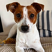 Uzes participe au concours pour gagner de l'argent avec cette photo : animal, brown_and_white, canine, closeup, companion, couch, cute, dog, domestic, ears, fur, furniture, indoor, looking_at_camera, pet, portrait, relaxed, small_dog, snout, striped_pillow