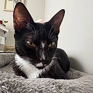 Megatron is registered to the contest to win money with this photo: cat, tuxedo_cat, whiskers, ears, yellow_eyes, fur, pet_bed, blanket, cozy, indoor, close_up, portrait, resting, feline, bedroom, framed_art, shelf, plant, gaze, cute