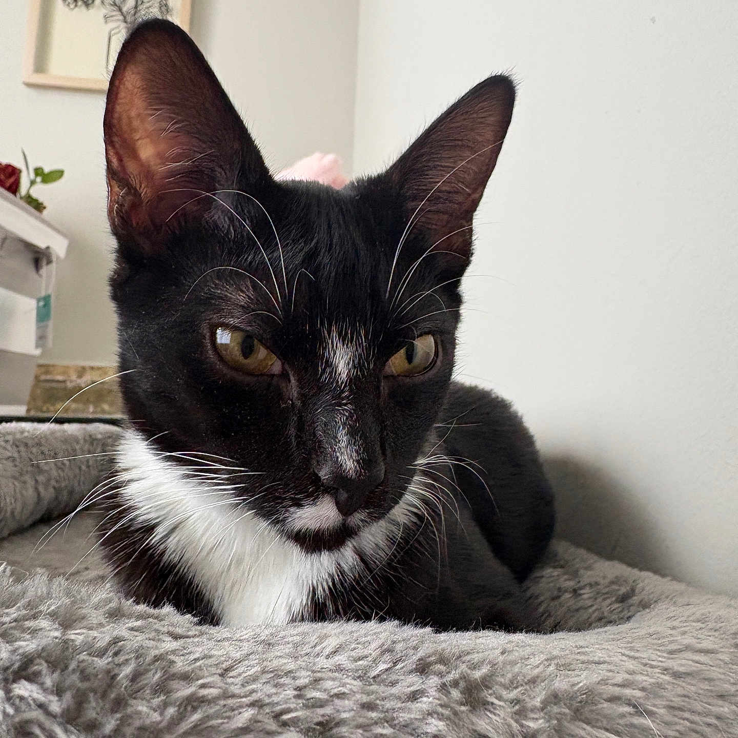 Megatron is registered to the contest to win money with this photo: bedroom, blanket, cat, close_up, cozy, cute, ears, feline, framed_art, fur, gaze, indoor, pet_bed, plant, portrait, resting, shelf, tuxedo_cat, whiskers, yellow_eyes