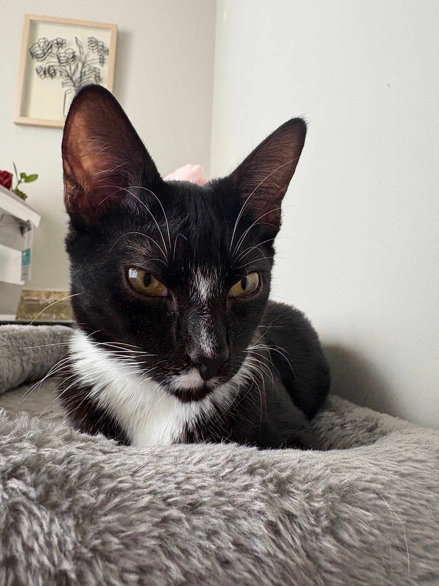 Megatron is registered to the contest to win money with this photo: cat, tuxedo_cat, whiskers, ears, yellow_eyes, fur, pet_bed, blanket, cozy, indoor, close_up, portrait, resting, feline, bedroom, framed_art, shelf, plant, gaze, cute