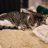 Tigey is registered to the contest to win money with this photo: bed, bedroom, blanket, cat, close_up, comfort, cozy, cushion, domestic_animal, fur, indoor, paws, pet, relaxation, resting, shallow_depth_of_field, sleeping, striped, tabby_cat, whiskers