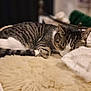 bed, bedroom, blanket, cat, close_up, comfort, cozy, cushion, domestic_animal, fur, indoor, paws, pet, relaxation, resting, shallow_depth_of_field, sleeping, striped, tabby_cat, whiskers