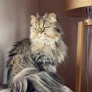 Umbrella a rejoint le concours — aidez-le/la à gagner de superbes lots ! blanket, cat, comfortable, cozy, curious, domestic_animal, feline, fluffy, fur, home, indoor, lamp, pet, portrait, resting, sitting, soft_light, texture, wooden_lamp, yellow_eyes