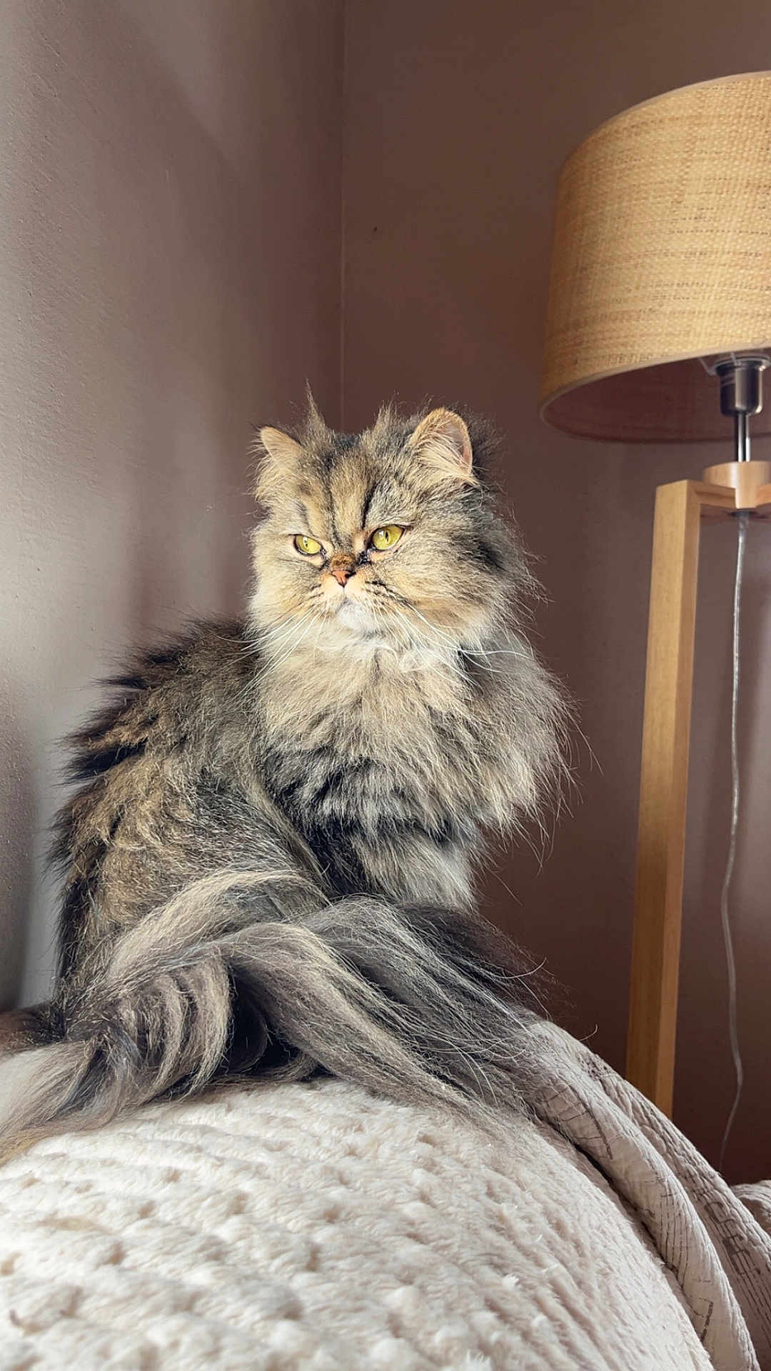 Umbrella a rejoint le concours — aidez-le/la à gagner de superbes lots ! blanket, cat, comfortable, cozy, curious, domestic_animal, feline, fluffy, fur, home, indoor, lamp, pet, portrait, resting, sitting, soft_light, texture, wooden_lamp, yellow_eyes