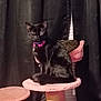 cat, black_cat, cat_tree, indoor, pet, feline, pink_collar, curtain, window_blinds, cozy, animal, sitting, fur, whiskers, tail, furniture, domestic_animal, cute, pet_accessory, resting