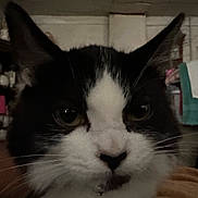 Bandit is registered to the contest to win money with this photo: abyssinian, accessories, angora, animal, blackcat, bodypart, cat, couch, furniture, glasses, indoors, kitten, manx, mouth, person, pet, plant, pottedplant, siamese, snout