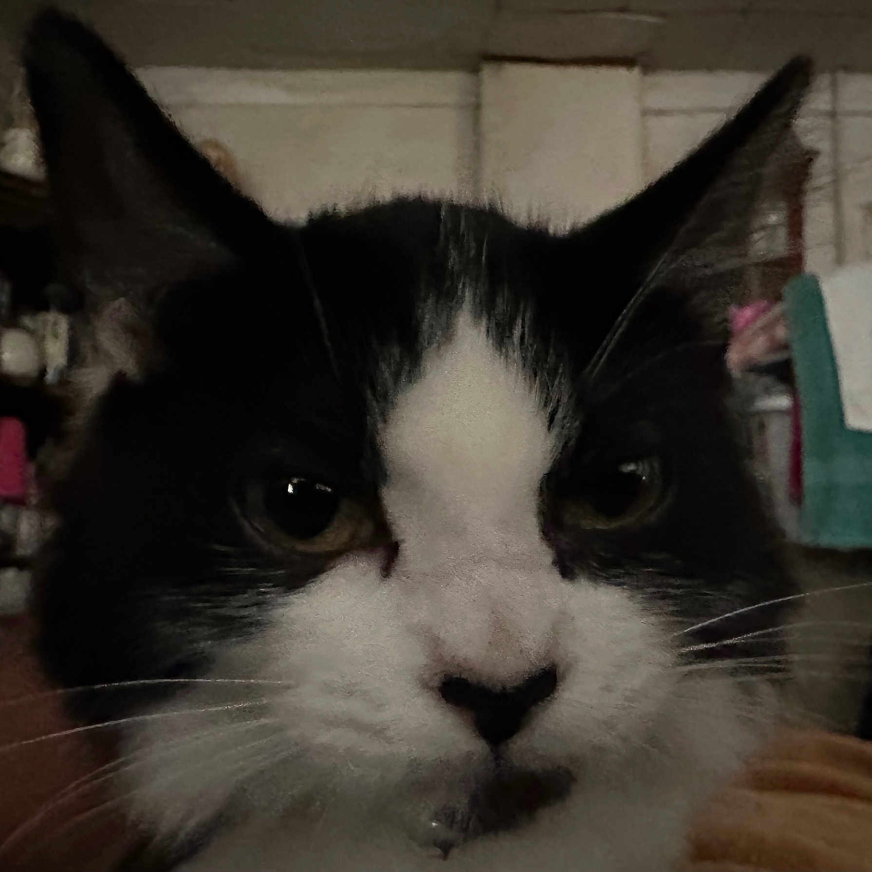 Bandit is registered to the contest to win money with this photo: abyssinian, accessories, angora, animal, blackcat, bodypart, cat, couch, furniture, glasses, indoors, kitten, manx, mouth, person, pet, plant, pottedplant, siamese, snout