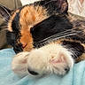 Willow joined the competition — help win amazing prizes! cat, calico_cat, sleeping, paw, close_up, fur, whiskers, nose, animal, pet, cozy, resting, soft_texture, indoor, fabric, blue, relaxation, cute, mammal, whisker
