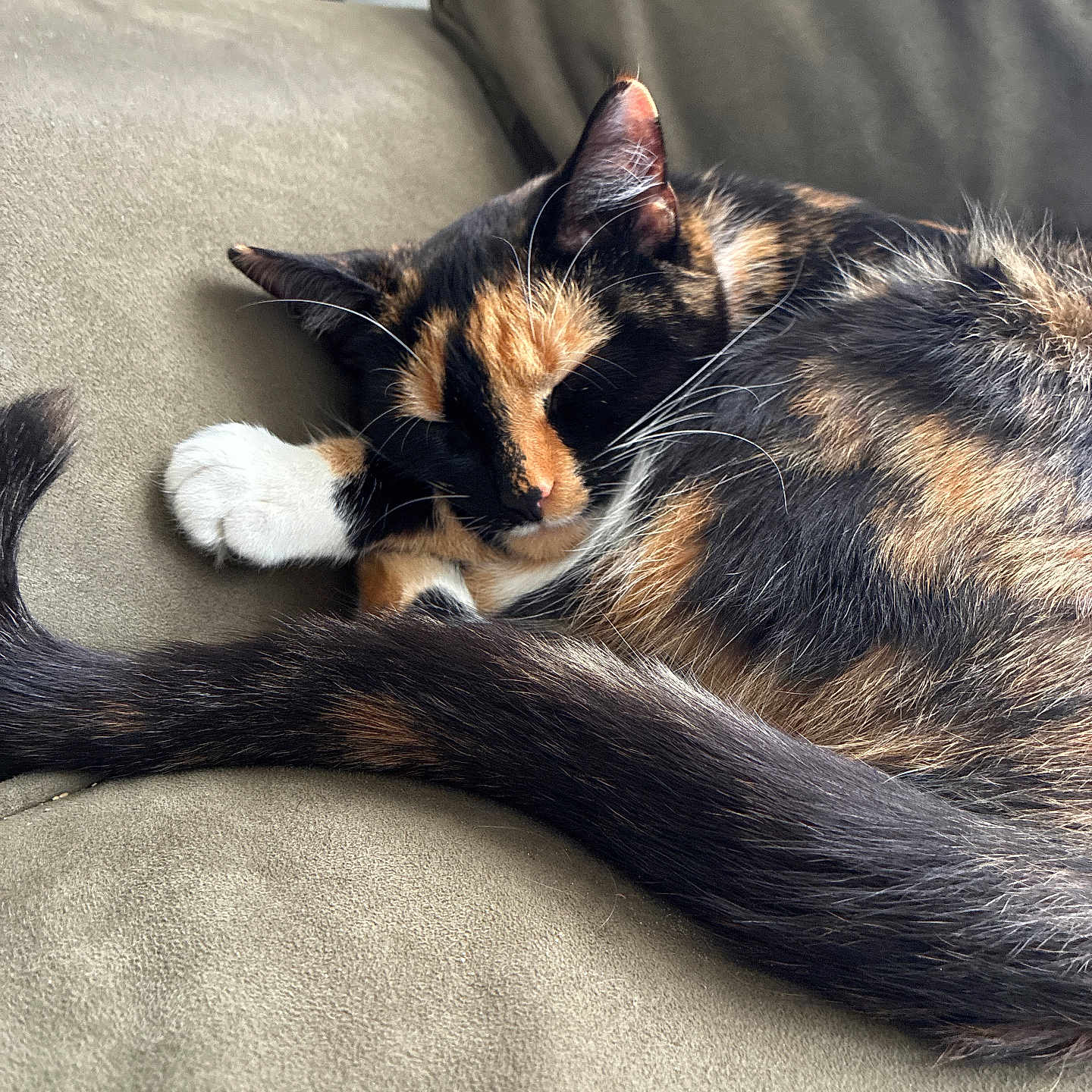 Willow joined the competition — help win amazing prizes! cat, calico_cat, sleeping, resting, couch, furniture, indoor, pet, fur, tail, whiskers, paw, cozy, relaxed, domestic_animal, mammal, closeup, soft_texture, natural_light, quiet