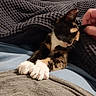 cat, kitten, calico, paws, sleeping, blanket, hand, lap, cozy, indoor, resting, pet, fur, comfort, relaxed, human, texture, clothing, closeup, warmth