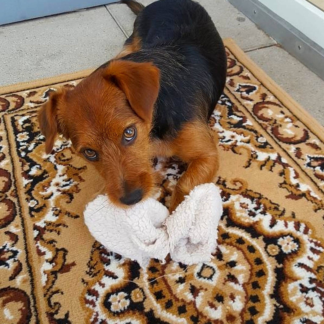 Jason participe au concours pour gagner de l'argent avec cette photo : art, brown, carnivore, companion_dog, creative_arts, dog, dog_breed, fawn, flooring, fur, hound, liver, pattern, pet_supply, stuffed_toy, tail, terrestrial_animal, toy, wood, working_animal
