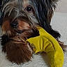 animal, banana_toy, black_fur, brown_fur, calm, close_up, curious, cute, dog, fur, hair_tie, indoor, lying_down, pet, pet_toy, playful, plush_toy, small_dog, soft_surface, toy