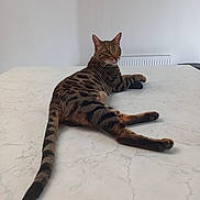 Roucky participe au concours pour gagner de l'argent avec cette photo : animal, background, calm, cat, domestic_cat, ears, feline, indoor, looking_away, lying_down, marble_table, minimalist, pet, relaxed, spotted, striped, tabby, table, tail, whiskers