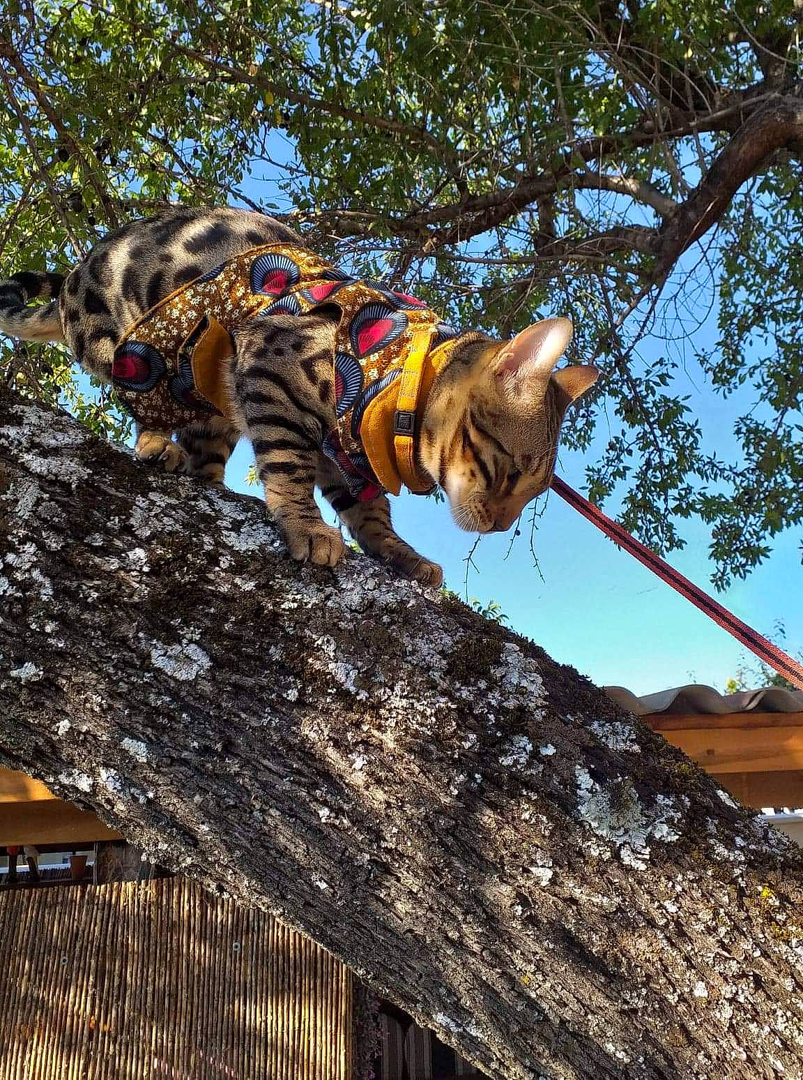 Rouky participe au concours pour gagner de l'argent avec cette photo : branch, carnivore, climbing, climbing_harness, extreme_sport, felidae, leisure, plant, recreation, rock_climbing_equipment, rope, sky, soil, sport_climbing, sunglasses, tree, trunk, twig, wood, woody_plant