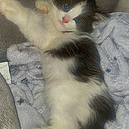 Oreo is registered to the contest to win money with this photo: kitten, cat, black_and_white, fluffy, feline, pet, animal, cute, paw, blanket, soft, relaxed, indoor, cozy, sleepy, fur, whiskers, small, young, resting