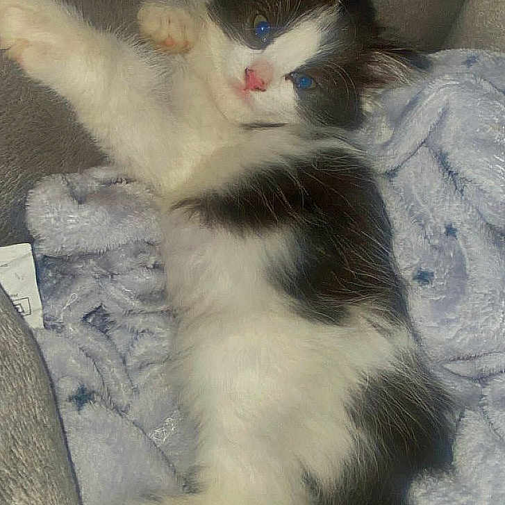 Oreo is registered to the contest to win money with this photo: animal, black_and_white, blanket, cat, cozy, cute, feline, fluffy, fur, indoor, kitten, paw, pet, relaxed, resting, sleepy, small, soft, whiskers, young