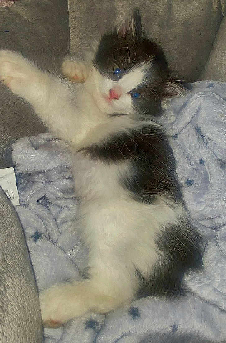 Oreo is registered to the contest to win money with this photo: kitten, cat, black_and_white, fluffy, feline, pet, animal, cute, paw, blanket, soft, relaxed, indoor, cozy, sleepy, fur, whiskers, small, young, resting