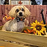 Jordan joined the competition — help win amazing prizes! animal, autumn_leaves, bow_tie, cute, decorative_dog_statues, dog, fall_decor, festive, fluffy_ears, holiday, indoor, lamp, pet, portrait, pumpkin, seasonal, sign, small_dog, sunflower, wooden_crate