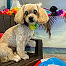 Jordan joined the competition — help win amazing prizes! beach_ball, celebration, colorful, cute, decorations, dog, eyes, flower_lei, fur, indoor, lamp, leisure, painting, pet, portrait, sitting, summer_theme, toy, tropical_background, wooden_chair