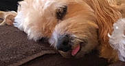 Jordan joined the competition — help win amazing prizes! animal, brown, canine, closeup, companion, cozy, cute, dog, domestic, fluffy, fur, indoors, laying_down, mammal, pet, relaxed, resting, sleeping, soft, tongue_out