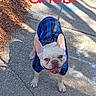Ghost The Frug is registered to the contest to win money with this photo: dog, french_bulldog, blue_jacket, sidewalk, leash, outdoor, sunlight, shadow, mulch, pet, canine, happy, smiling, walking, animal, small_dog, daytime, tongue_out, fur, ears