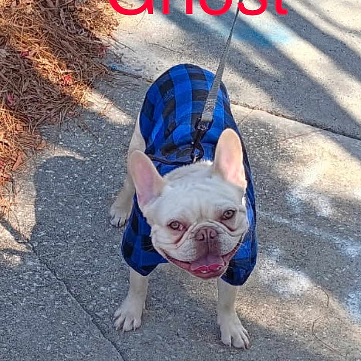 Ghost The Frug