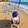 dog, french_bulldog, beach, sand, ocean, waves, sunny, blue_sky, clouds, leash, pet_clothing, blue_shirt, canine, smiling_dog, outdoor, summer, vacation, happy, animal, portrait