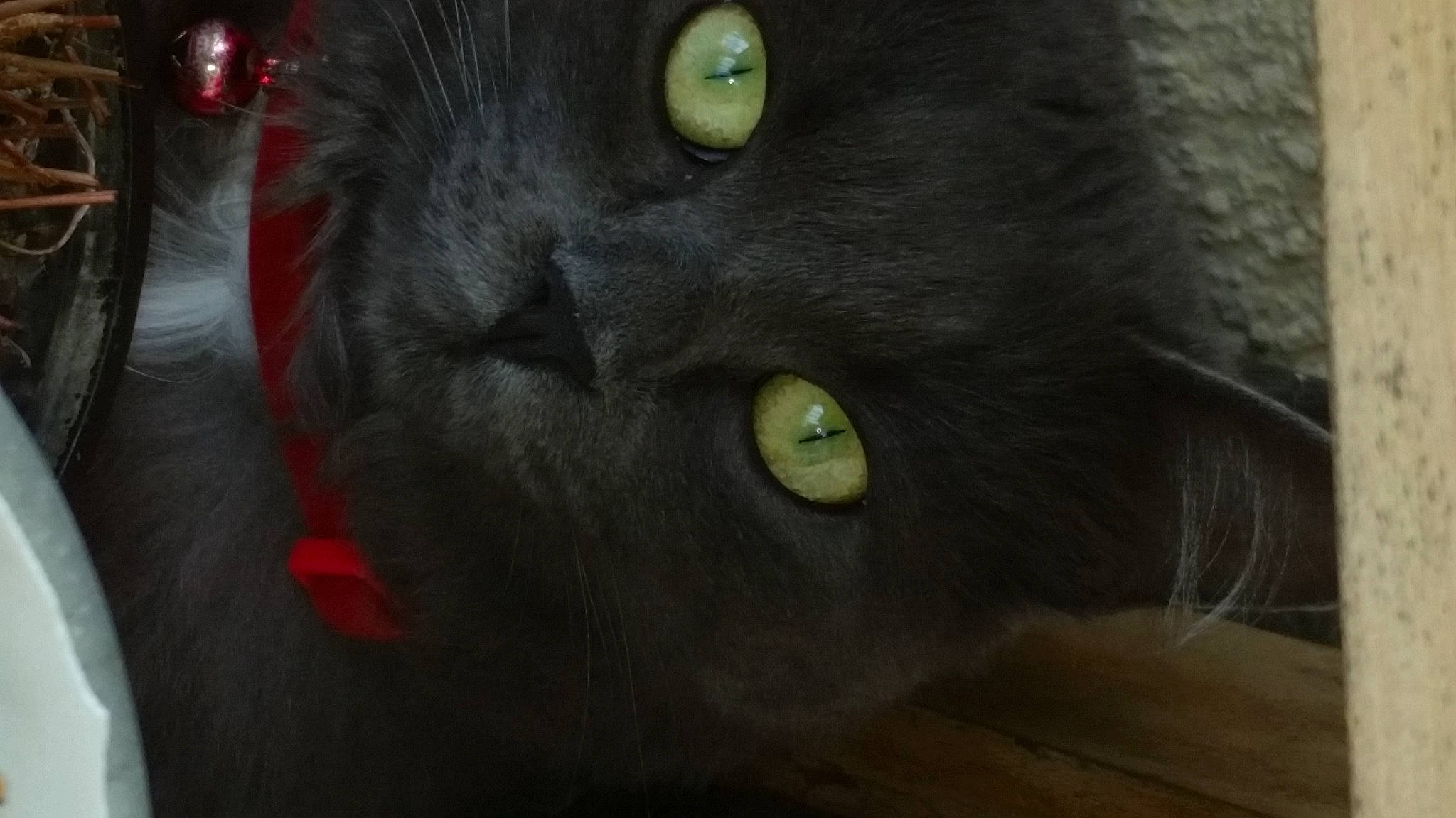 Keops participe au concours pour gagner de l'argent avec cette photo : black_cat, bombay, carnivore, cat, domestic_short_haired_cat, felidae, fur, grey, small_to_medium_sized_cats, snout, whiskers, wood