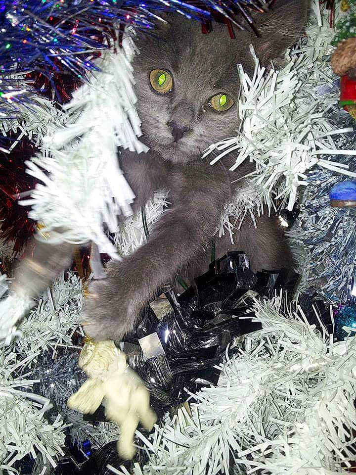 Keops participe au concours pour gagner de l'argent avec cette photo : art, carnivore, cat, christmas_decoration, christmas_ornament, christmas_tree, conifer, domestic_short_haired_cat, electric_blue, event, felidae, fur, grass, holiday, painting, plant, small_to_medium_sized_cats, snout, tail, whiskers